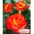 Róża wielkokwiatowa DWUKOLOROWA  z doniczki art. nr 517D